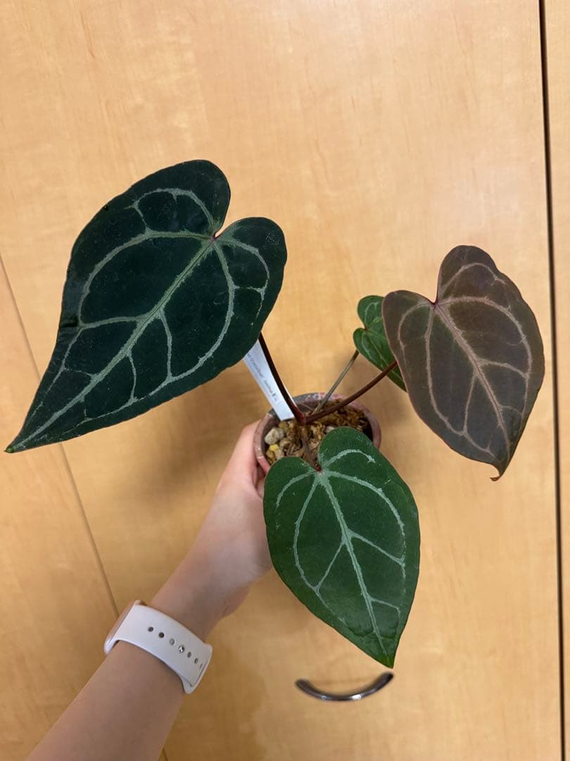 【超希少】アンスリュームレッドクリスタリナムNSE（ANTHURIUM）