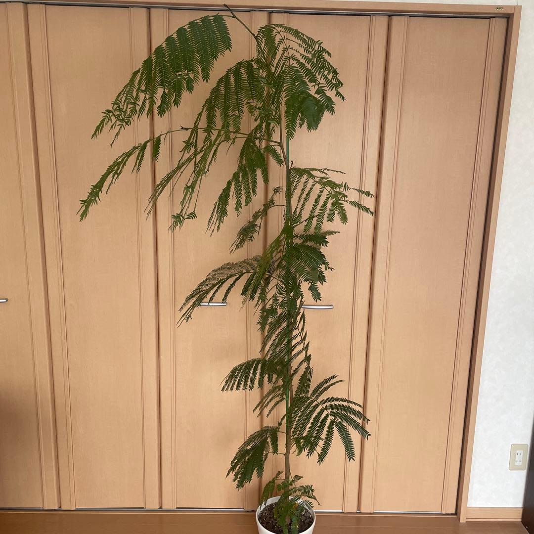 【直接取引】　エバーフレッシュ（ネムノキ）　180cm