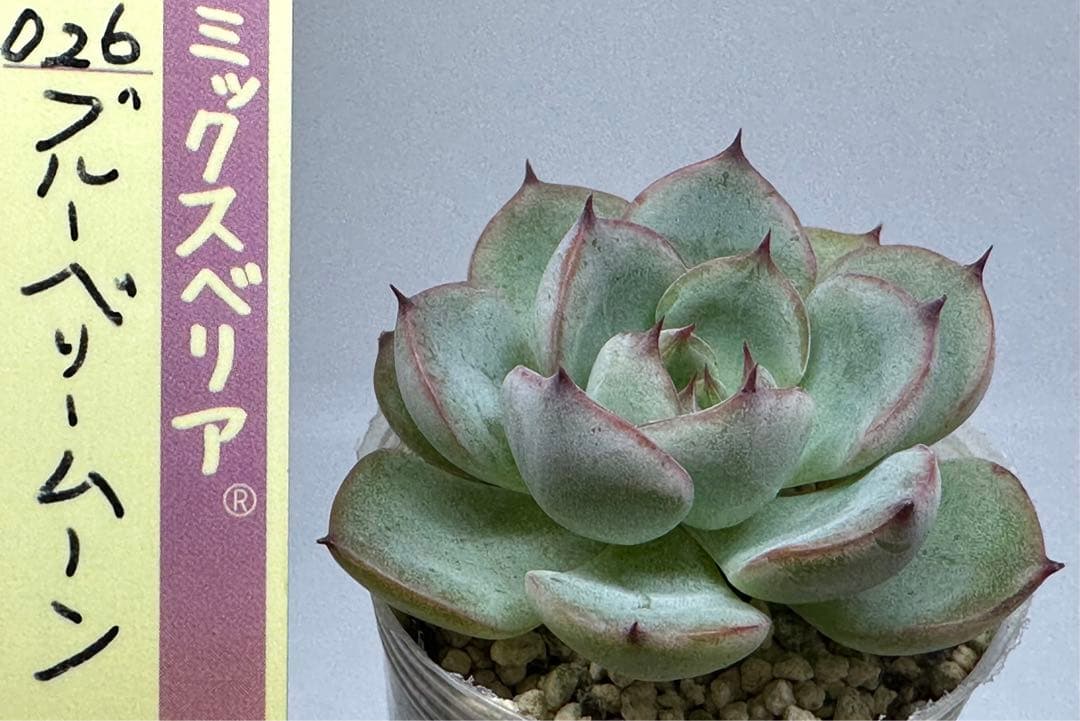 ❤️確認用❤️ミックスベリア❤️ブルーベリームーン❤️抜き苗♪✨メルカリ便✨札なし