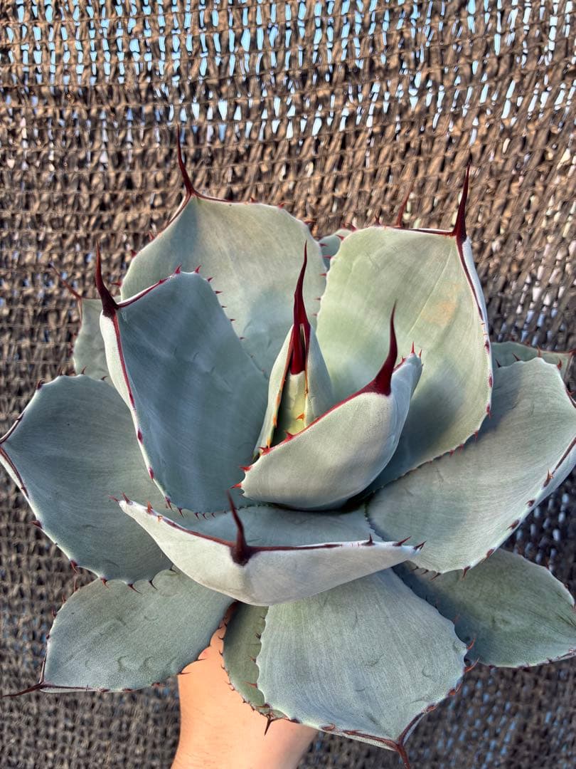 アガベ パリー　トランカータ　美株