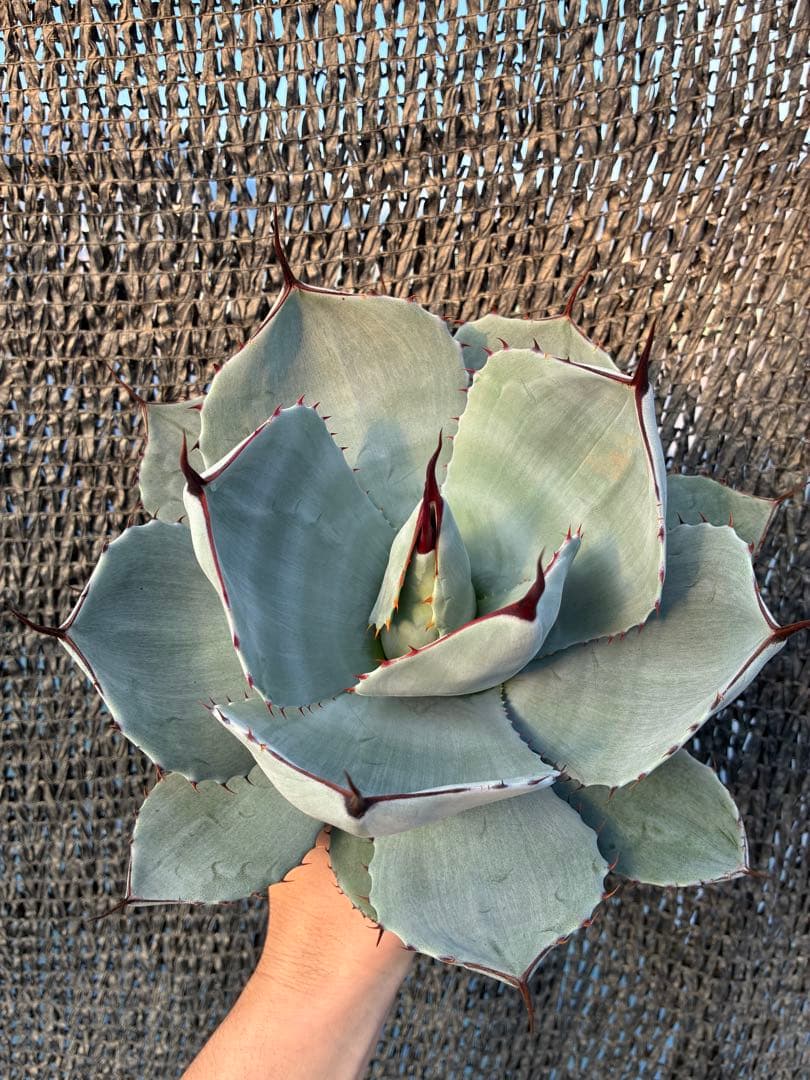 アガベ パリー　トランカータ　美株