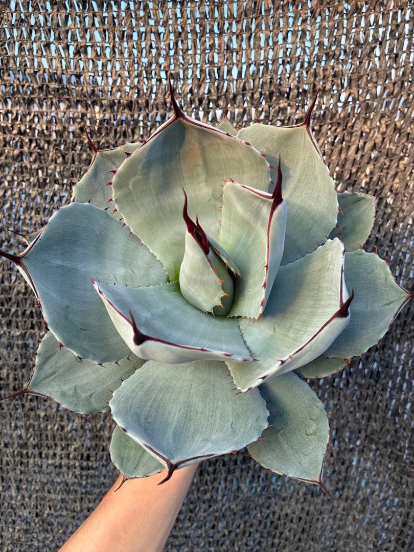 アガベ パリー　トランカータ　美株