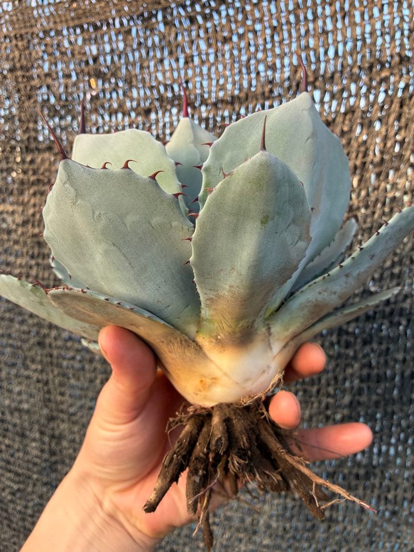 アガベ パリー　トランカータ　美株