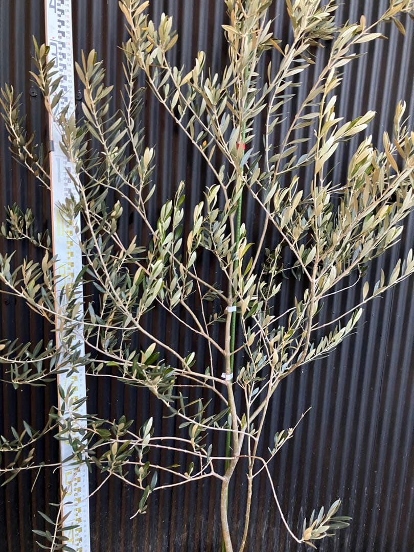 オリーブの木　カヨンヌ