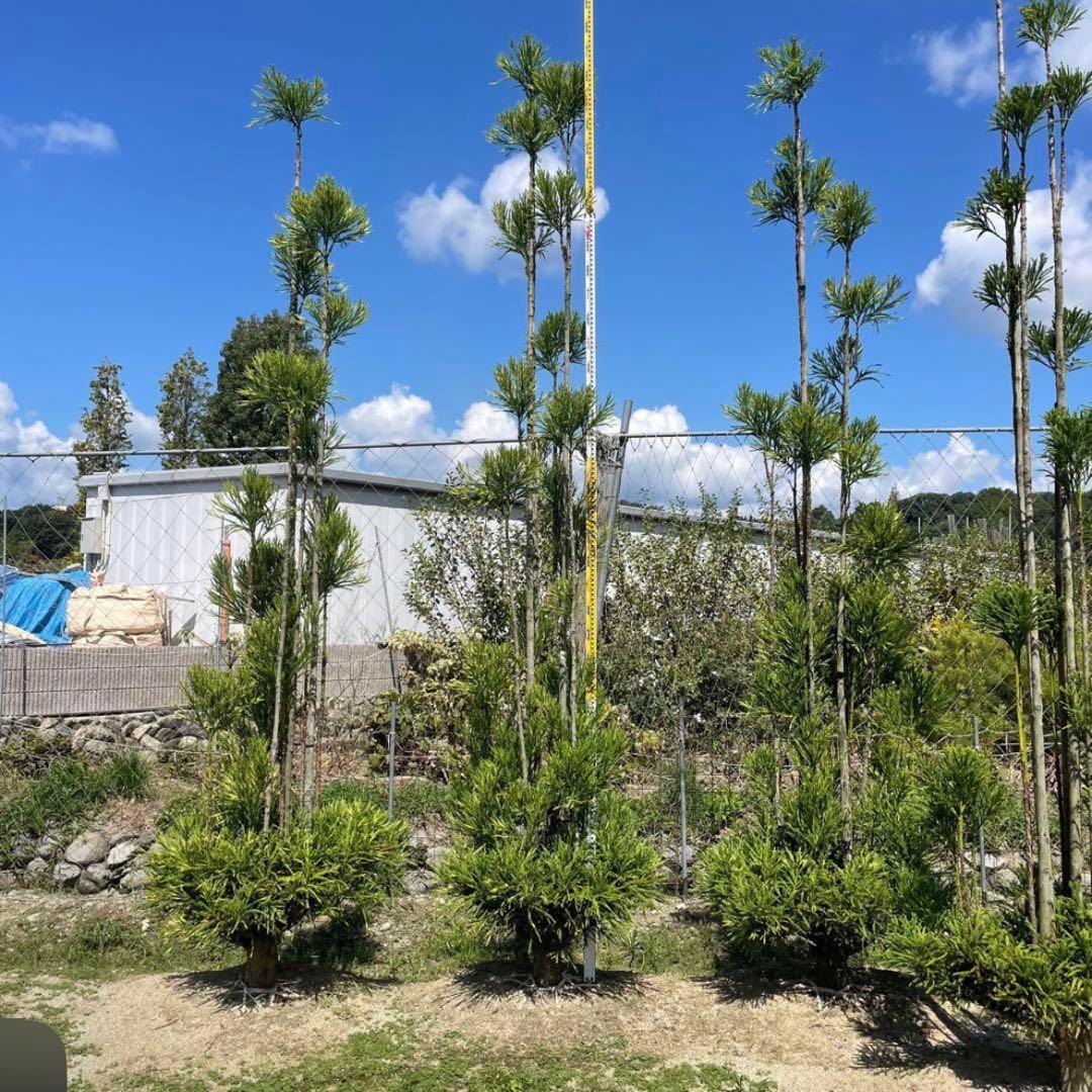 白杉、台杉『特大❗️』引き取り又は近畿地方限定配達&植込み可能。