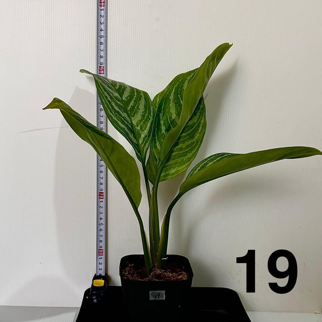 アグラオネマ ニティドゥム カーティシー 観葉植物 LEON レオン 19