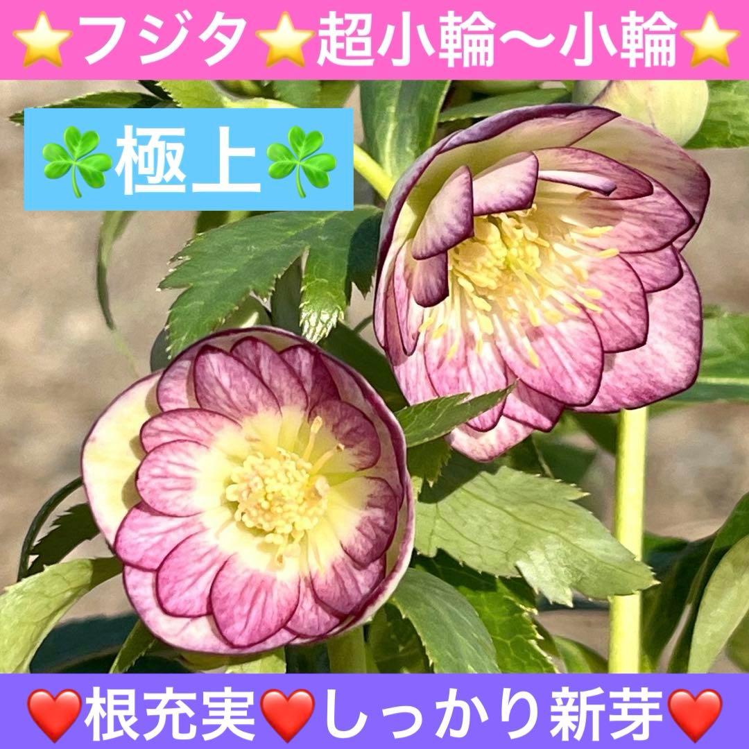 ˙*⋆様 ☘️極上☘️❤️根充実❤️しっかり新芽❤️3286⭐️フジタ⭐️超小輪