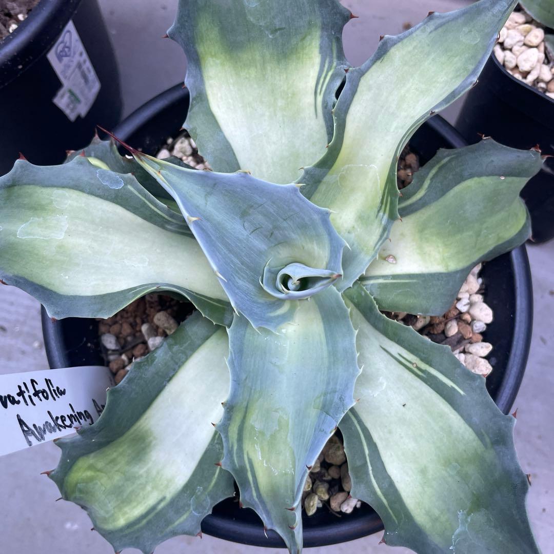 アガベ好きのねこ様