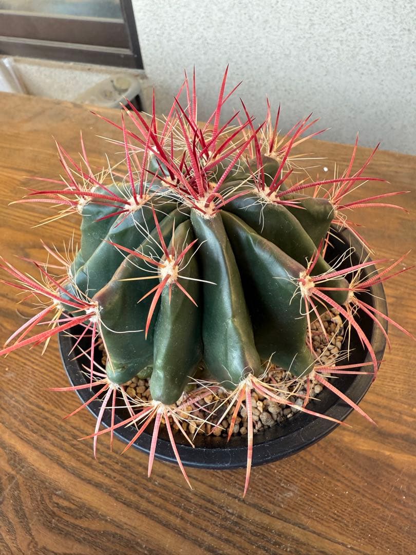 サボテン　フェロカクタス　赤鳳