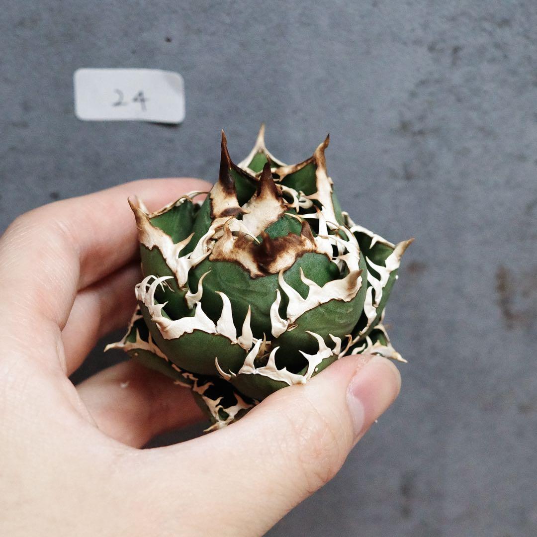 アガベ　チタノタ　オテロイ　赤猫　ゴリ猫　超コンパクト　激詰まり　24