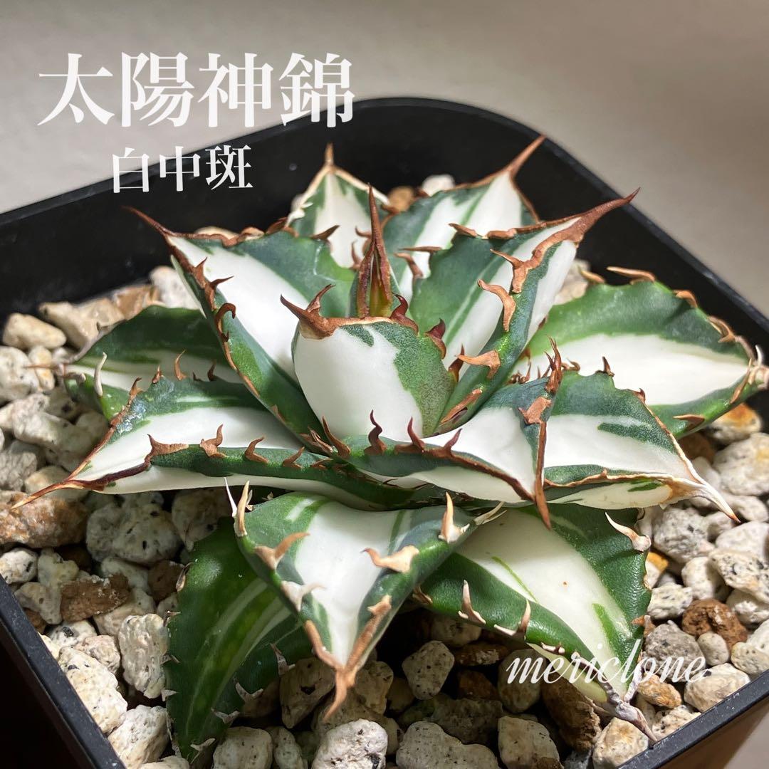 バ*ル様 確認用【初売りオークション】105 アガベ　太陽神錦　TC