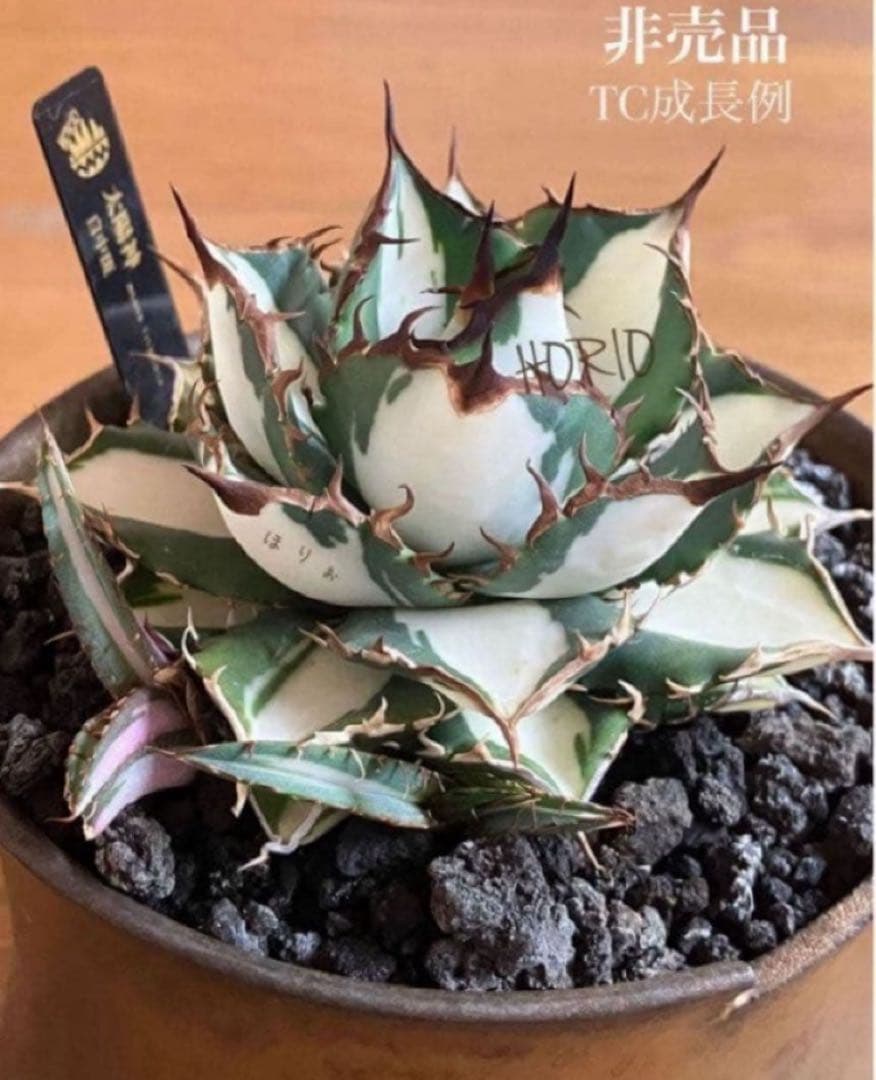 バ*ル様 確認用【初売りオークション】105 アガベ　太陽神錦　TC