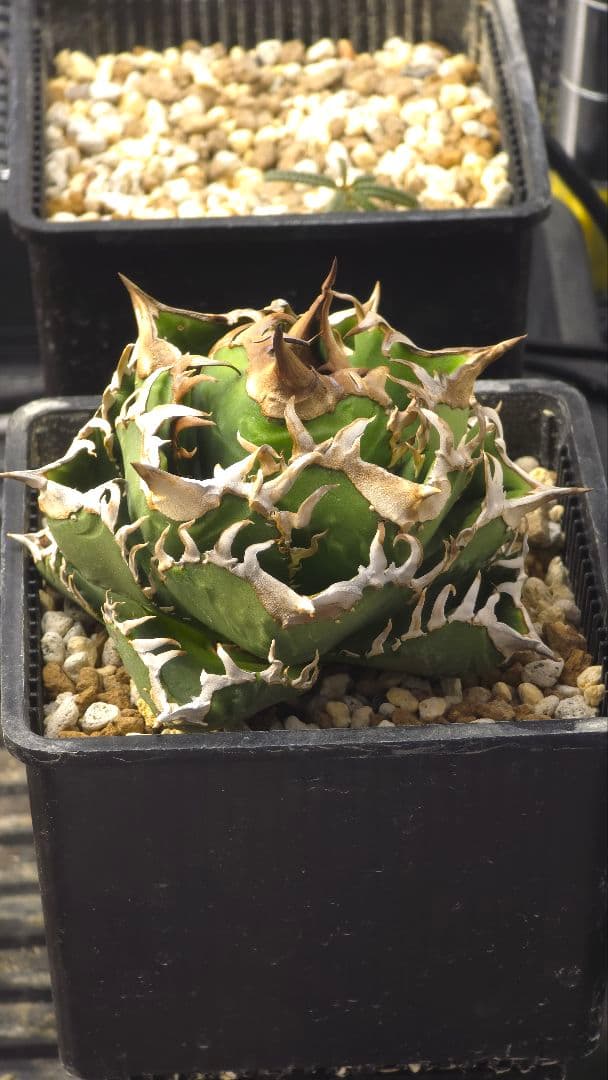 【親株】アガベ チタノタ 皇冠 lize産