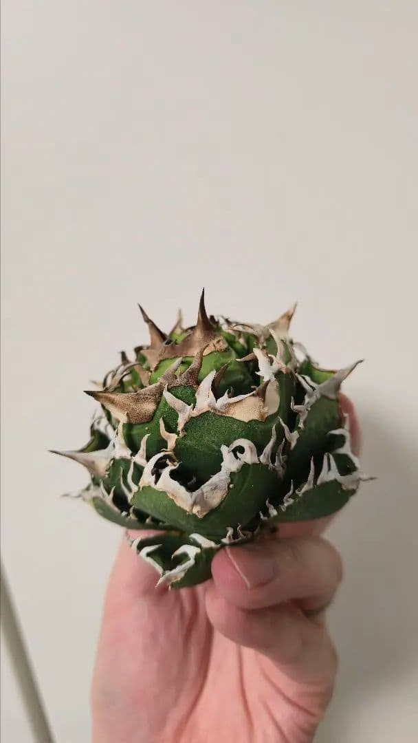 【親株】アガベ チタノタ 皇冠 lize産