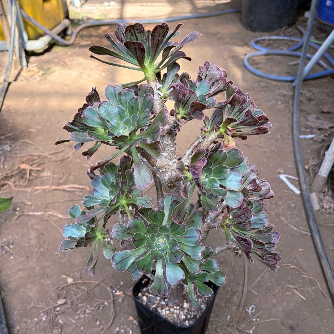 アエオニウム　希少　特大株　V錦　ラメ錦　抜き苗