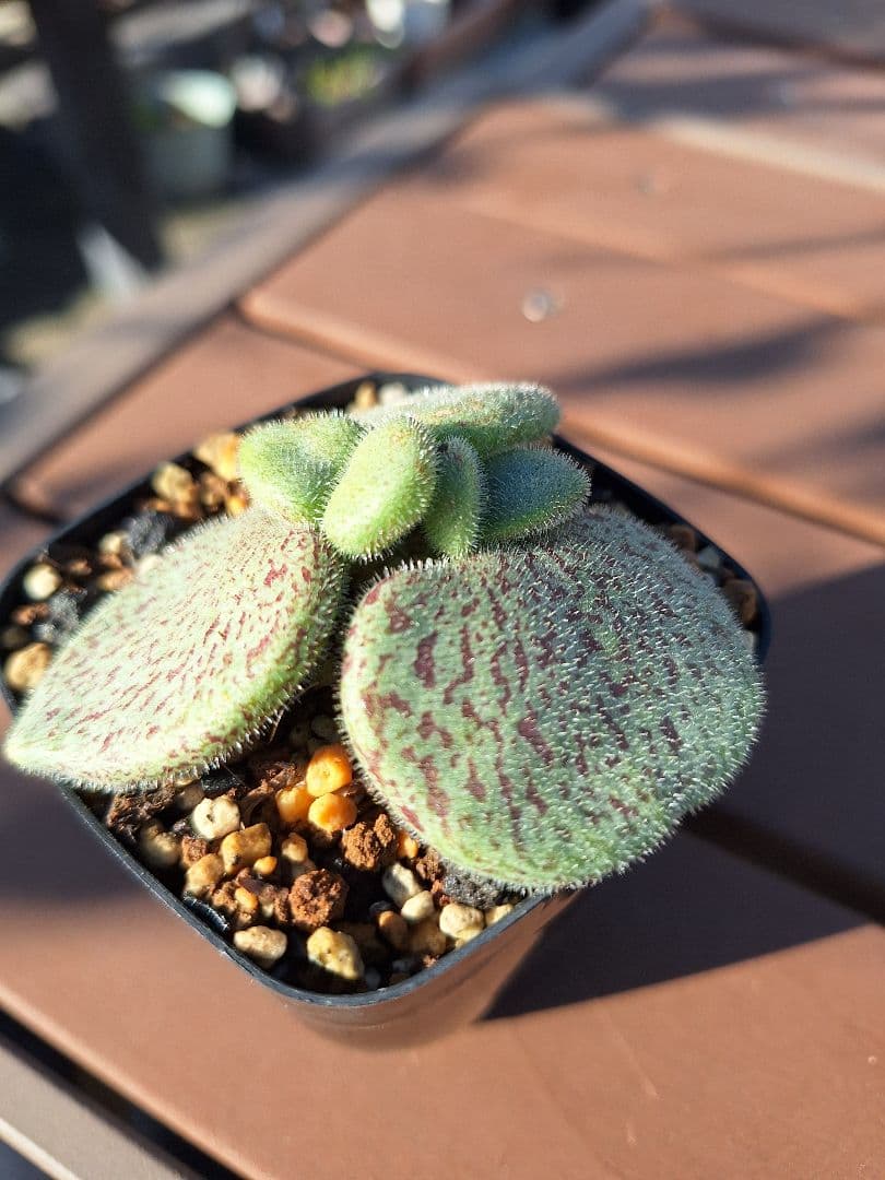 チレコドン　ノルティー　国内育成　鉢ごと発送