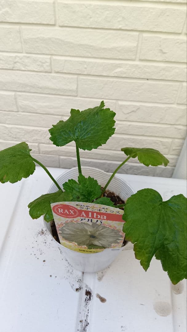 専用　ラナンキュラスラックス　芽出し苗セット