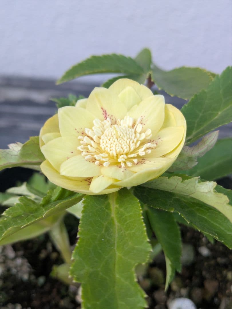 広瀬園芸 クリスマスローズ　グリーンゴールドスポットdd　小輪極美株