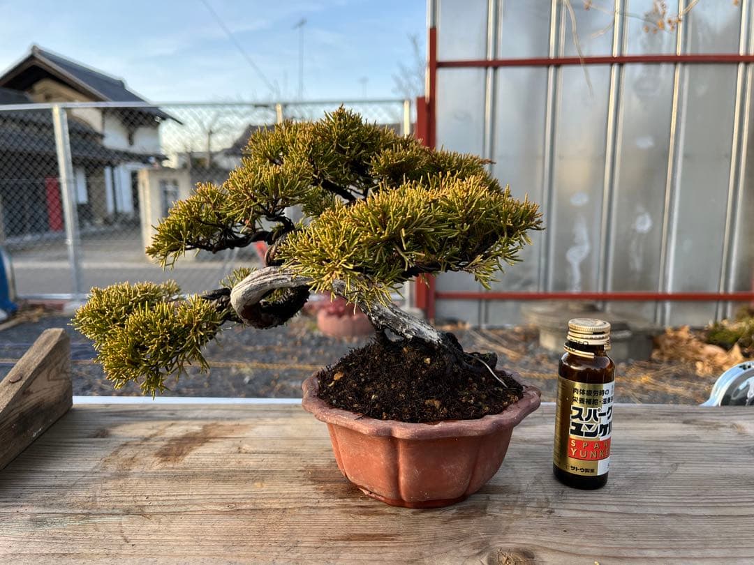 糸魚川真柏 / 盆栽