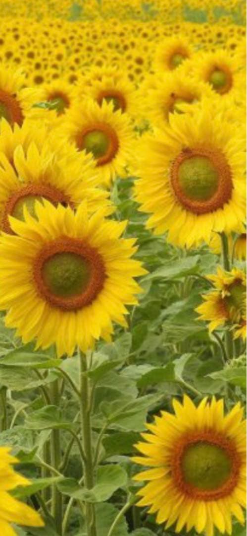 えるちゃんページ　　sudo