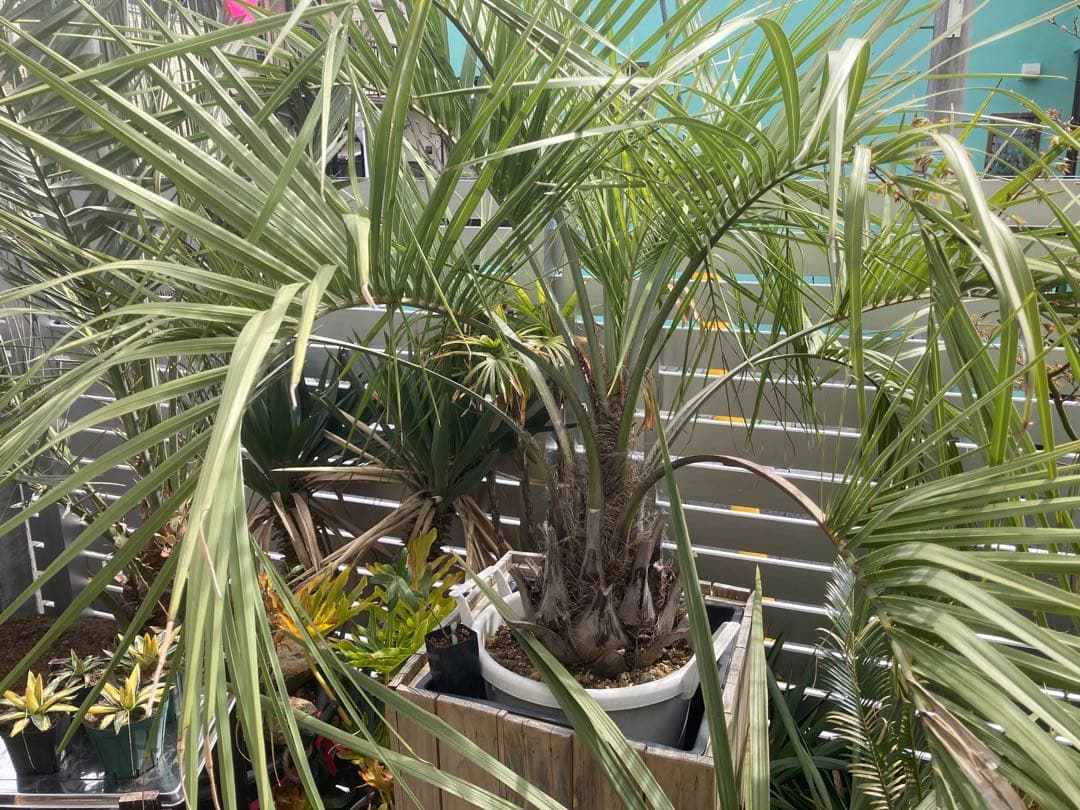 【鉢ごと】ココスヤシ シルバーリーフ グリーンリーフ（6/13鉢上げ済）