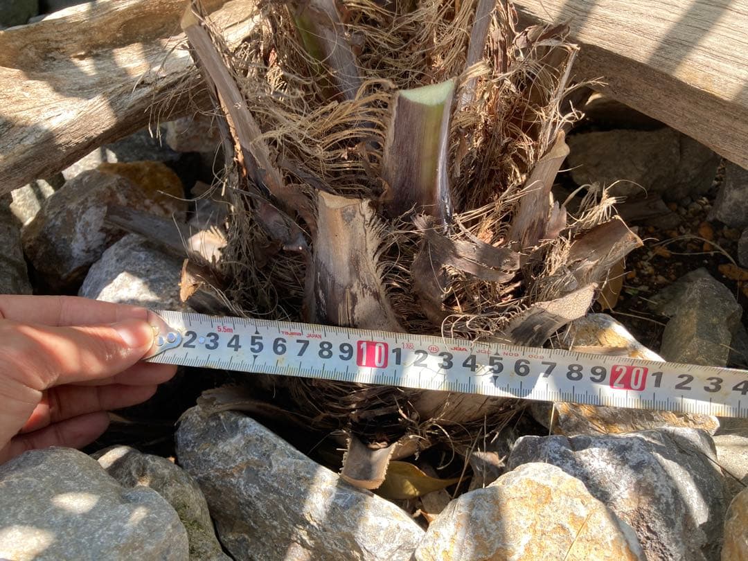 【鉢ごと】ココスヤシ シルバーリーフ グリーンリーフ（6/13鉢上げ済）