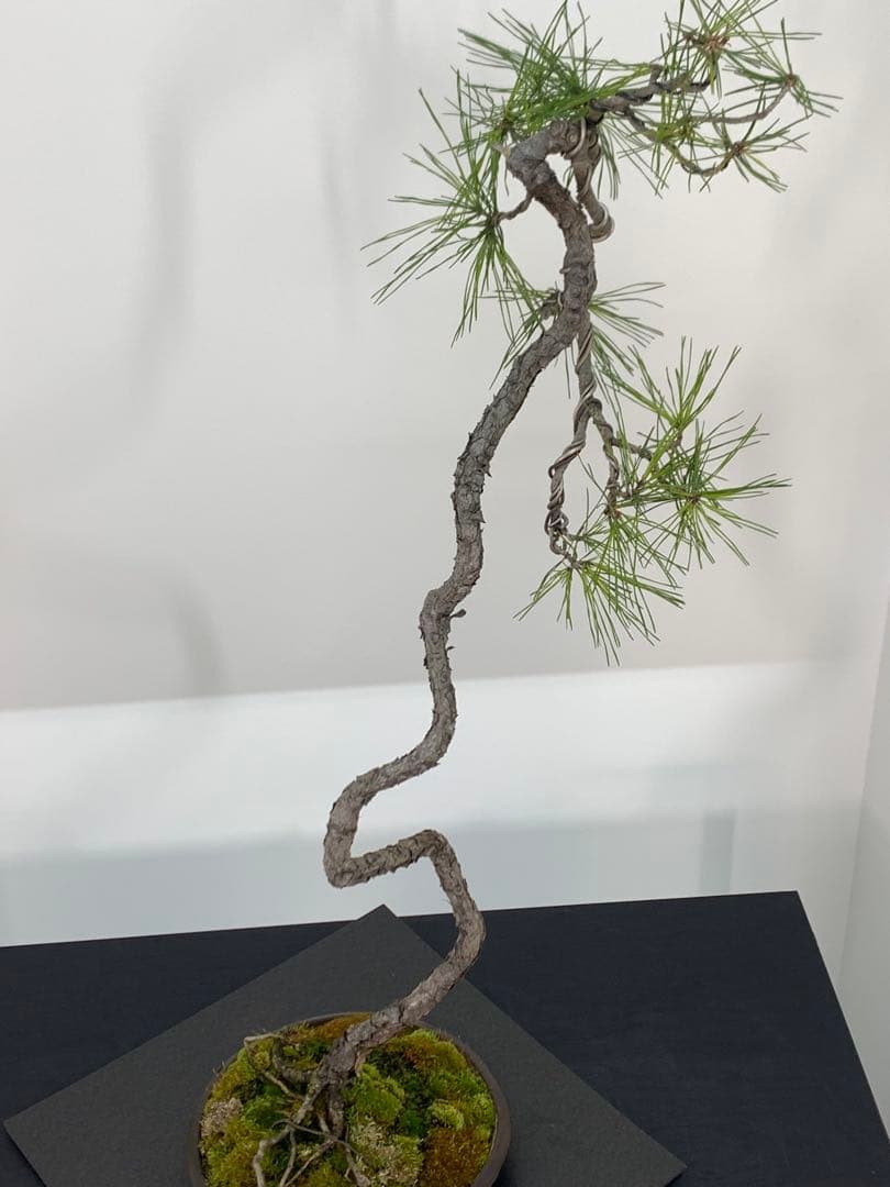 南蛮鉢との相性抜群の山採り文人赤松　細幹　樹高約67cm（検索/真柏　盆栽）