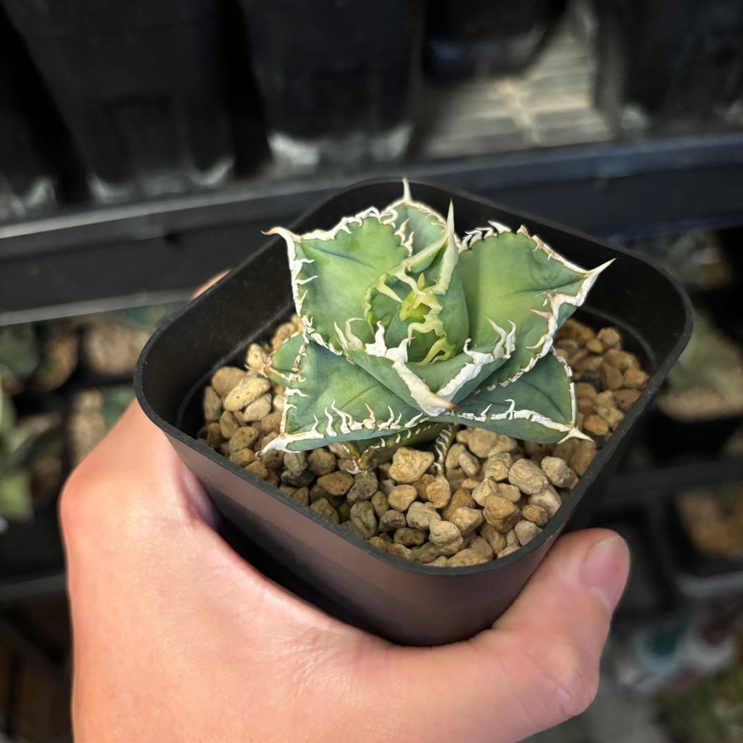 なすですページ