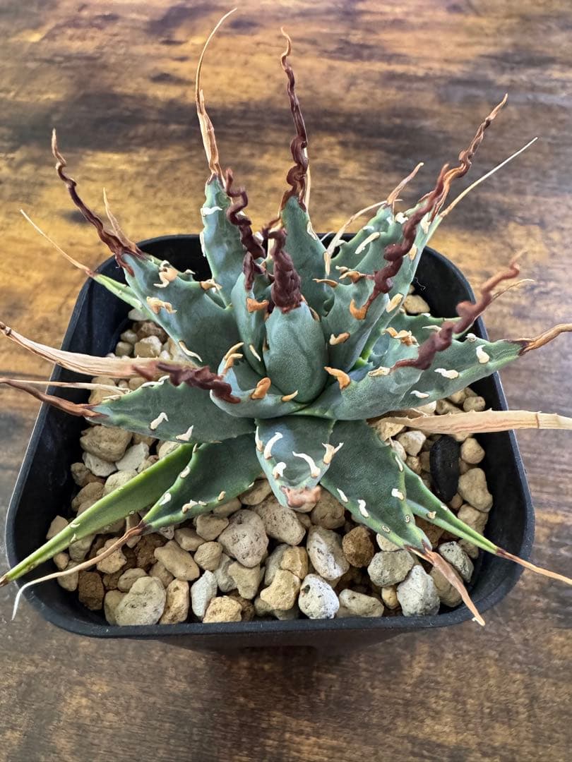 ユタエンシス　エボリスピナ　陽炎　短葉　アガベ　コンパクト