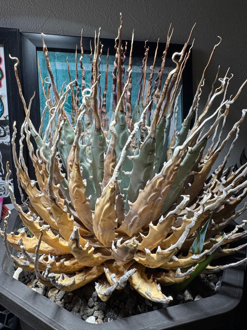 ユタエンシス　エボリスピナ　陽炎　短葉　アガベ　コンパクト