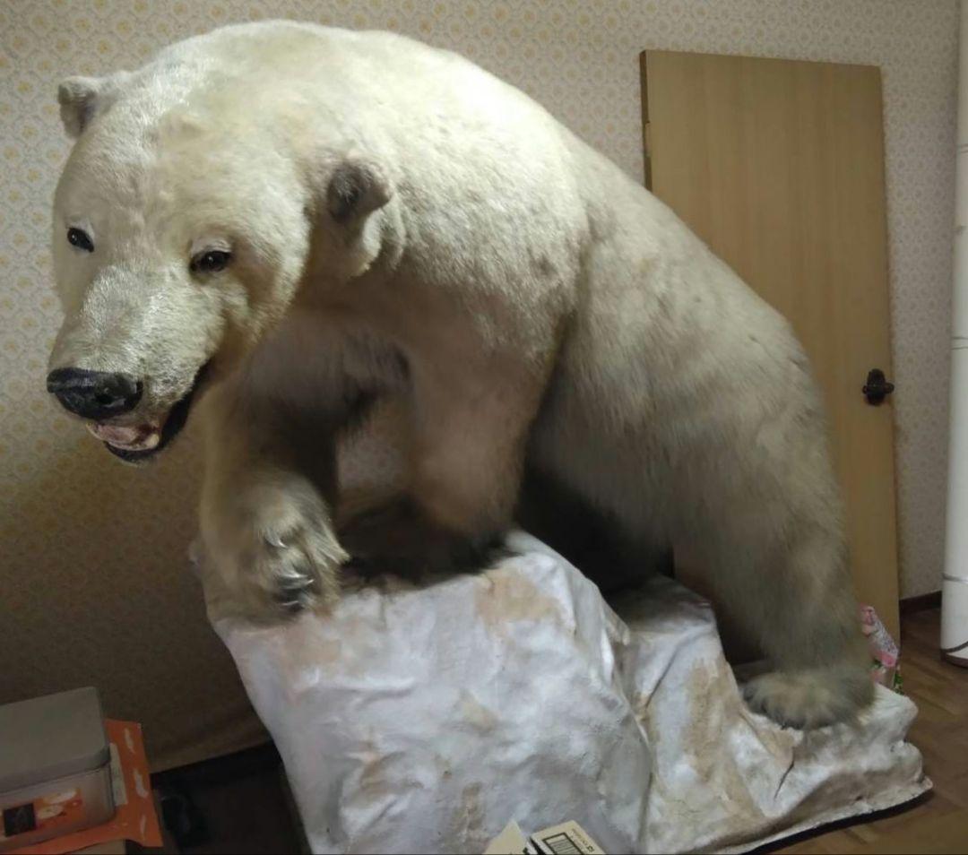 はく製　シロクマ　白熊　しろくま　剥製