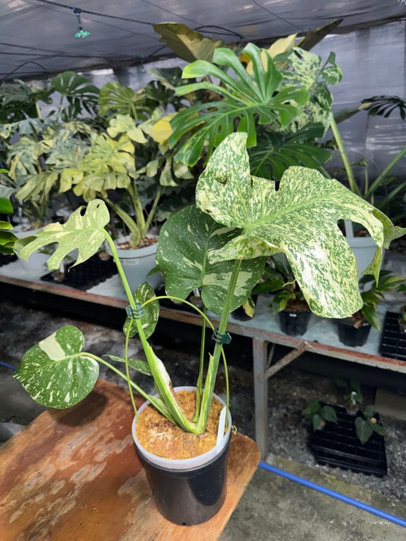 ち*じ様 T18モンステラ　タイコンステレーション　スターライト