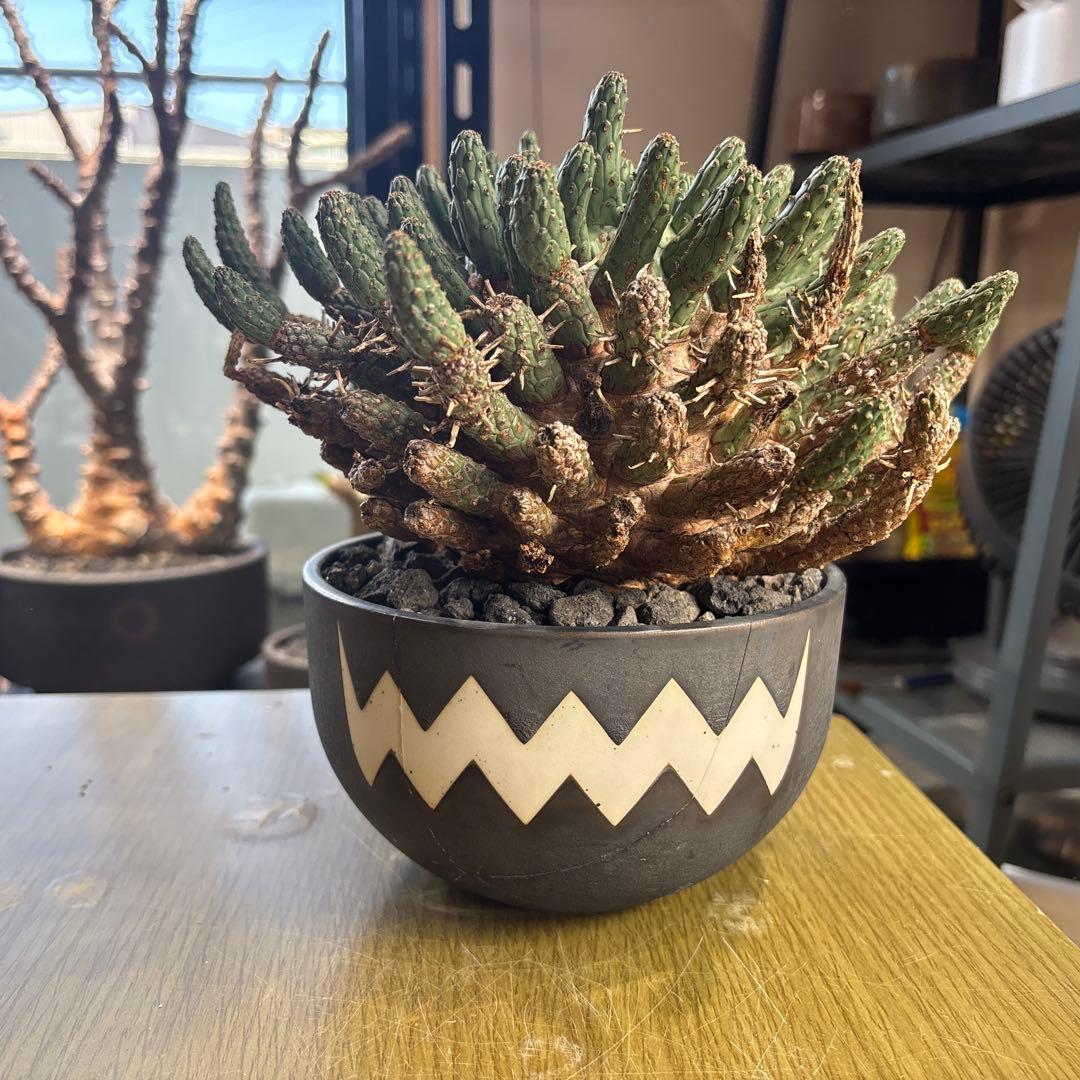 ユーフォルビア　フスカ