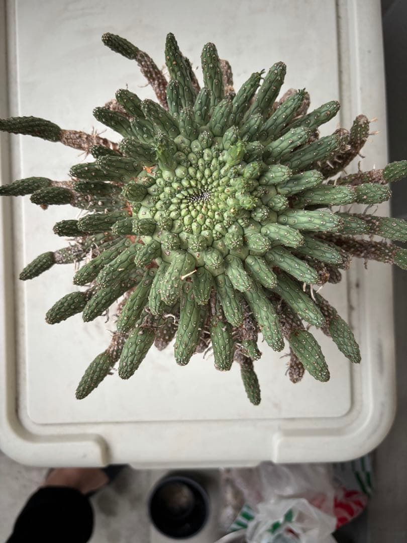 ユーフォルビア　フスカ