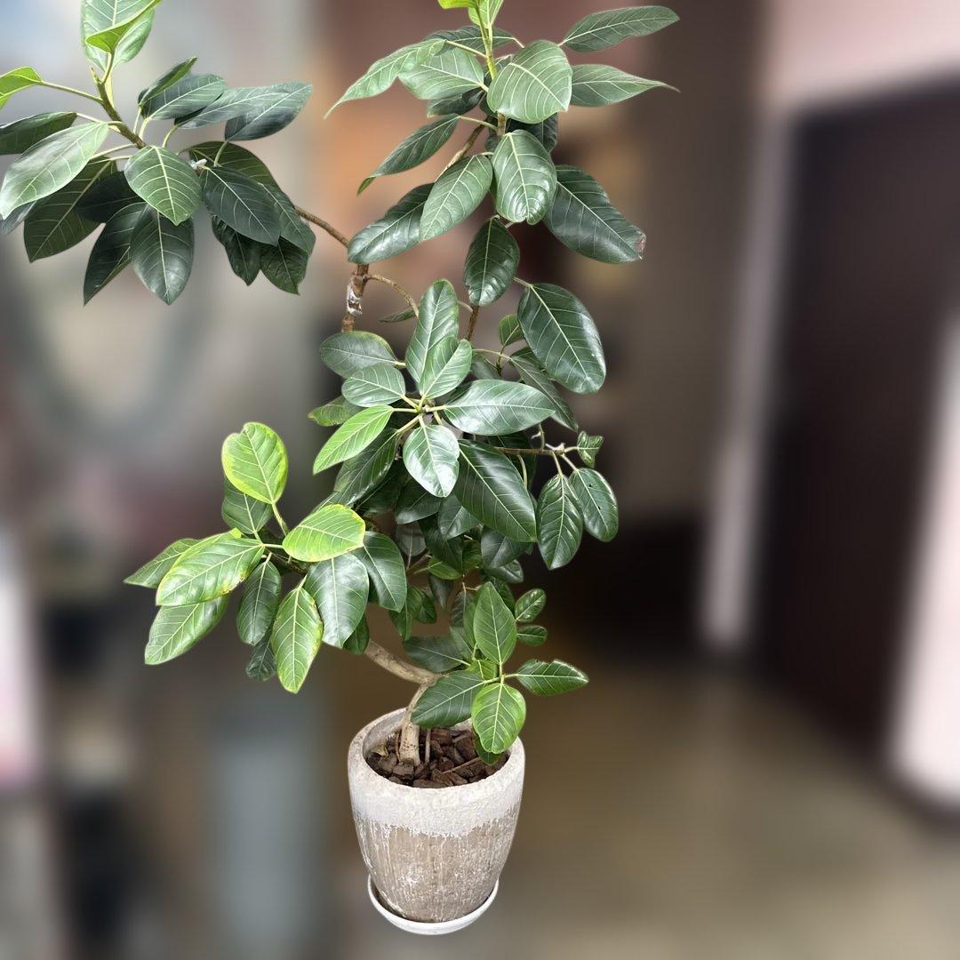 フィカス 観葉植物 約170センチ
