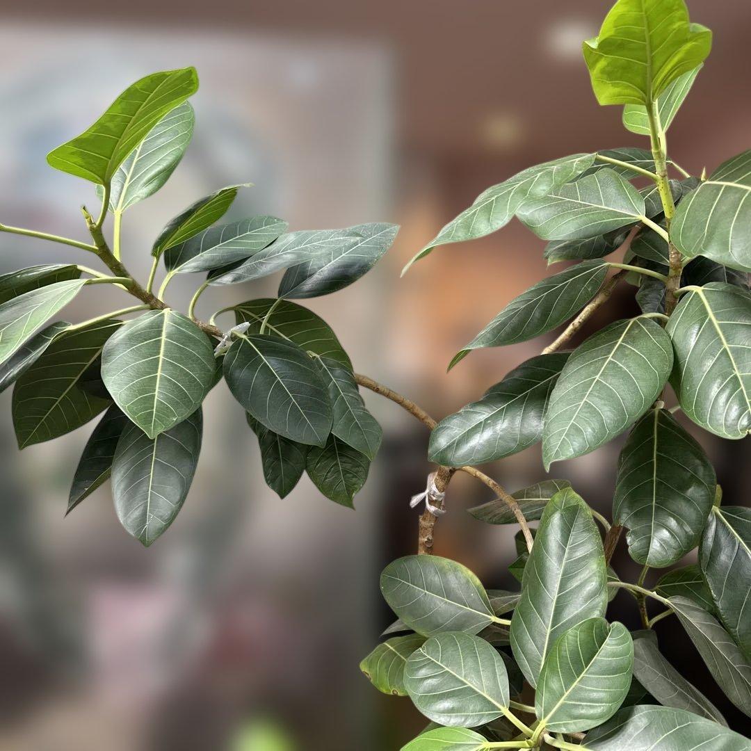 フィカス 観葉植物 約170センチ