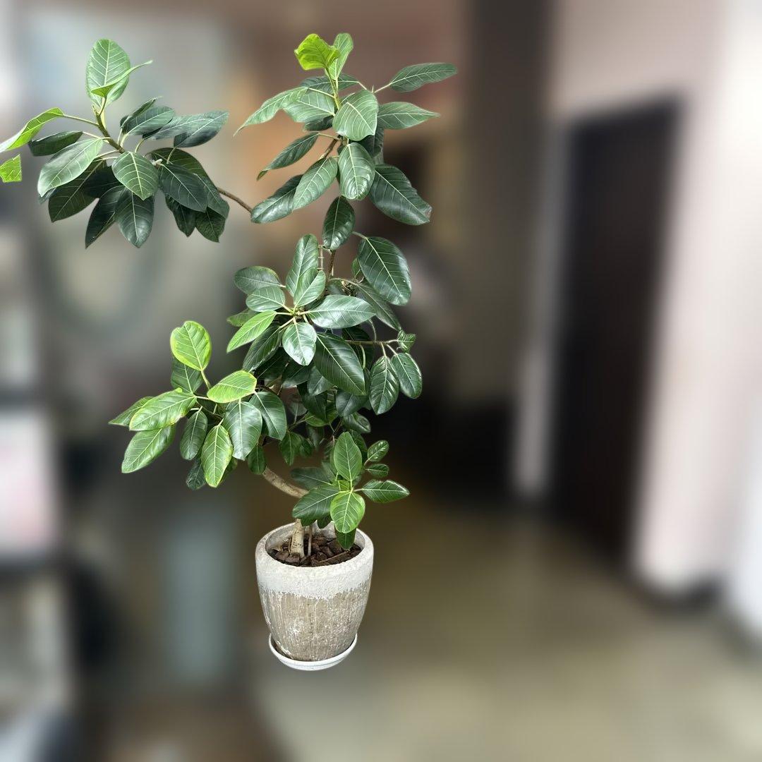 フィカス 観葉植物 約170センチ