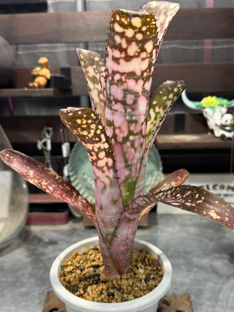 ブロメリア・エアープランツ Billbergia 'Kolan