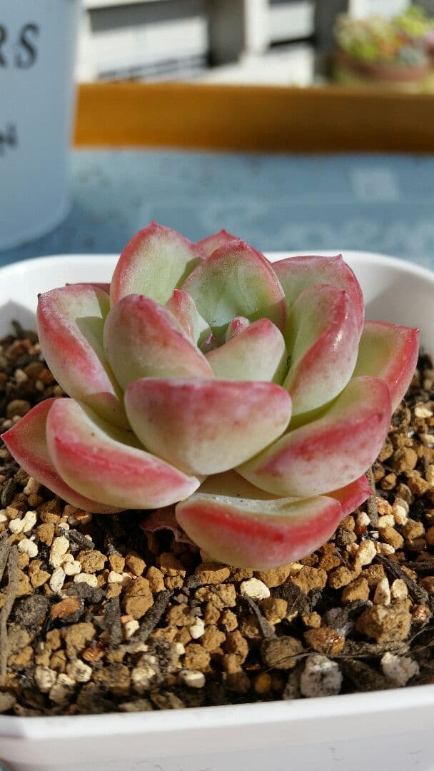 Amabile 小(韓国苗)