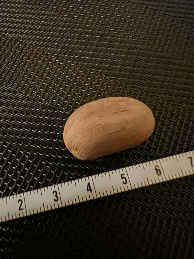 エンセファラルトス ホリダス 種子1粒 #GS1 ソテツ