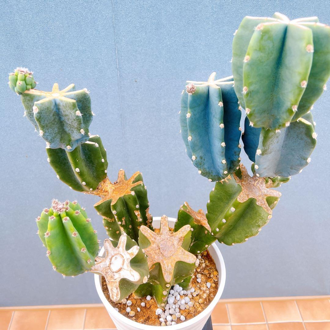 現品　サボテン　柱サボテン　ブランチ　鬼面角　4　特大　ドライガーデン　観葉植物