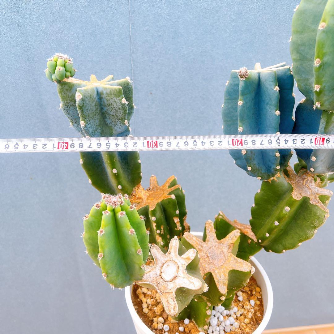 現品　サボテン　柱サボテン　ブランチ　鬼面角　4　特大　ドライガーデン　観葉植物