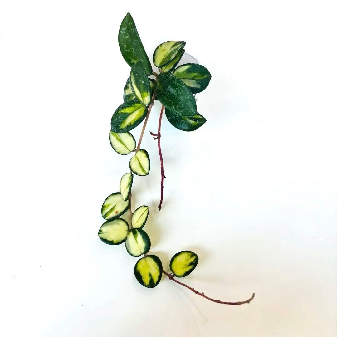 ホヤ マチルダ 斑入り 根付