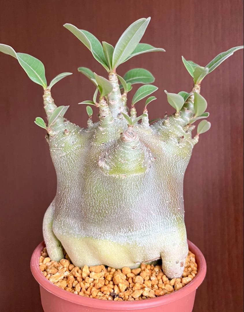 【激レア/ドワーフ/超極太/塊根】アデニウム アラビカムV2ハック鉢植えE-10