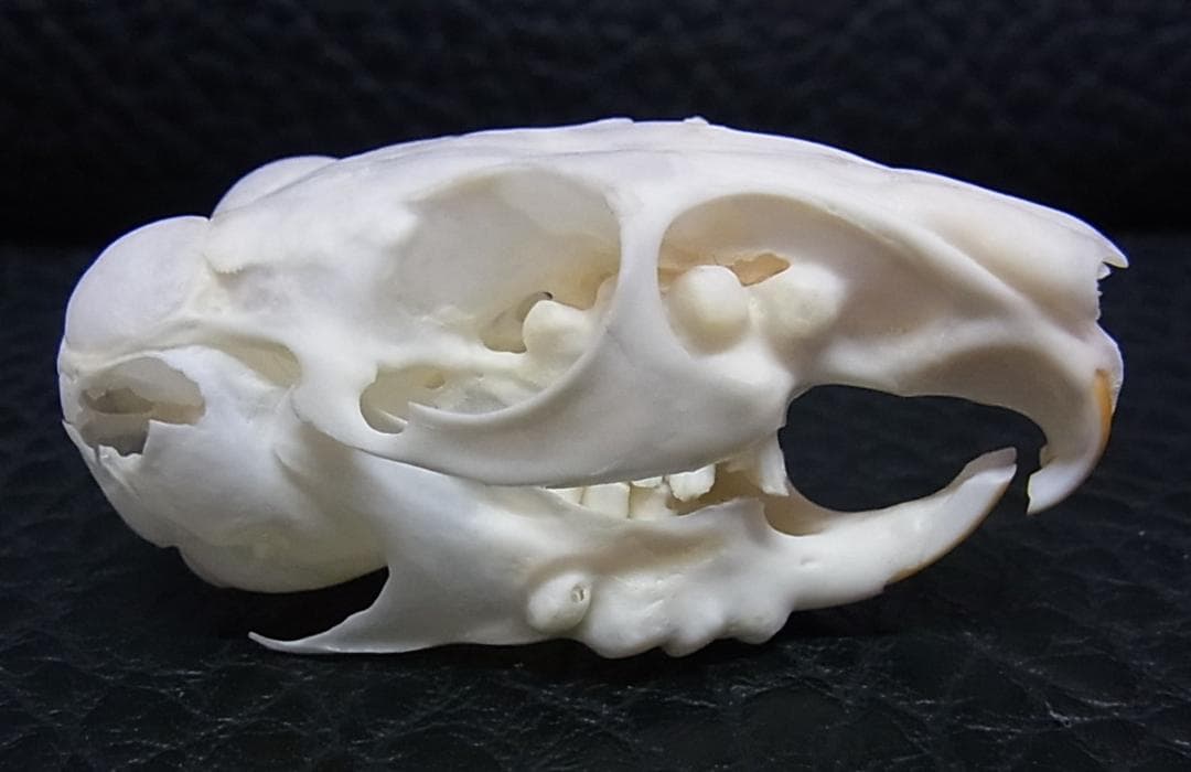 高品質　レア　オナガチンチラ 頭骨