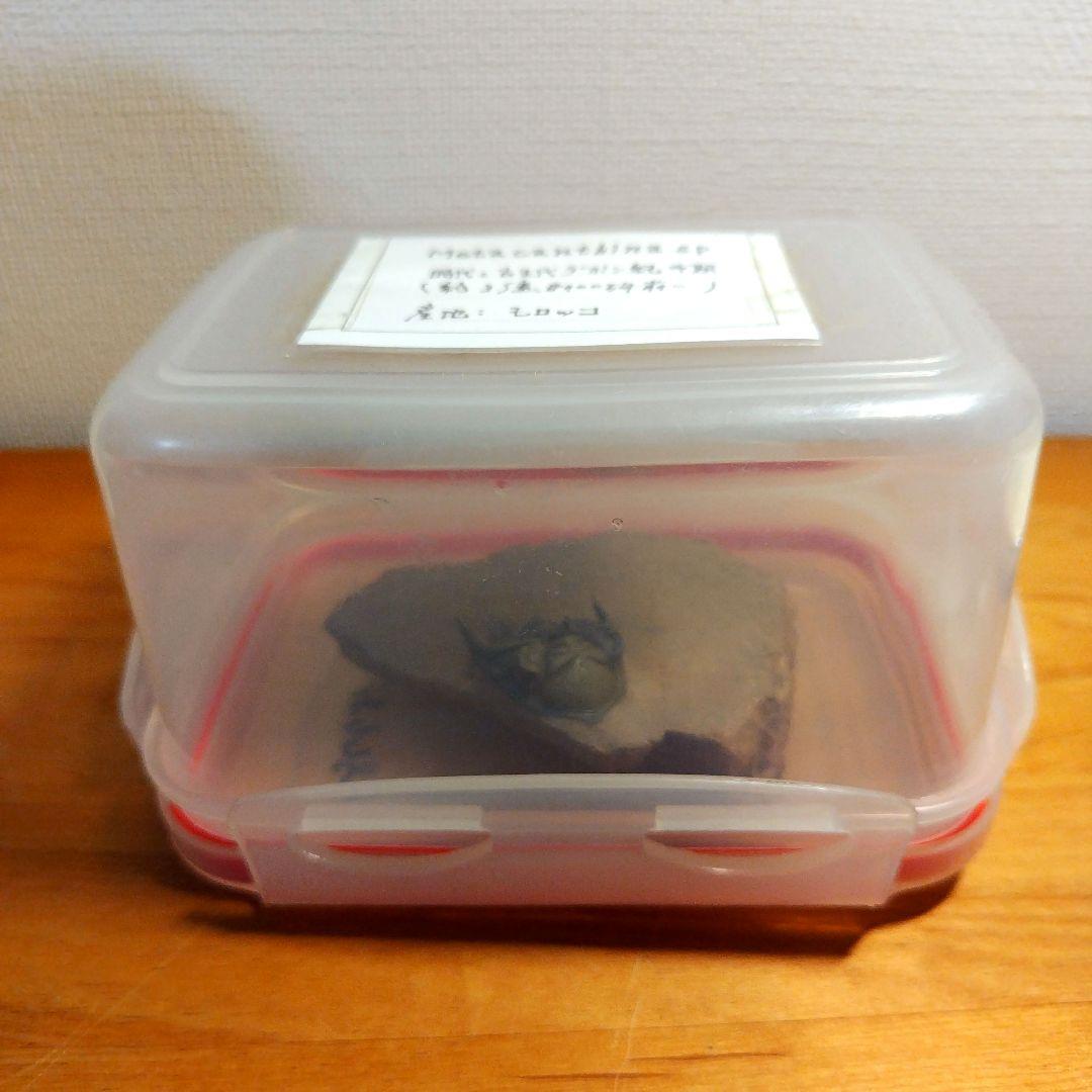 超美麗！ メタカンティナ 三葉虫 希少 最高級