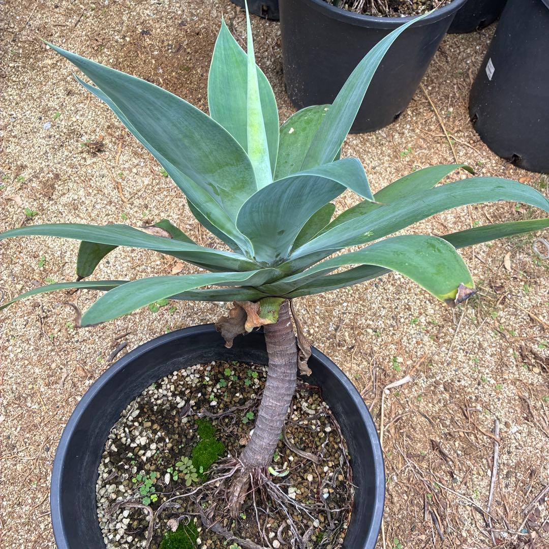 アガベアテナータ