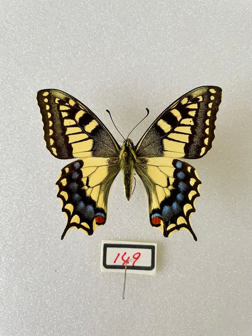 ホスピトン×キアゲハ（ハイブリッド型・1オス）