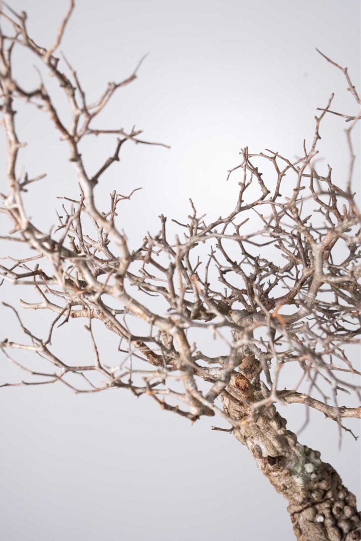 KP115 オペルクリカリア パキプス コーデックス ベアルート株