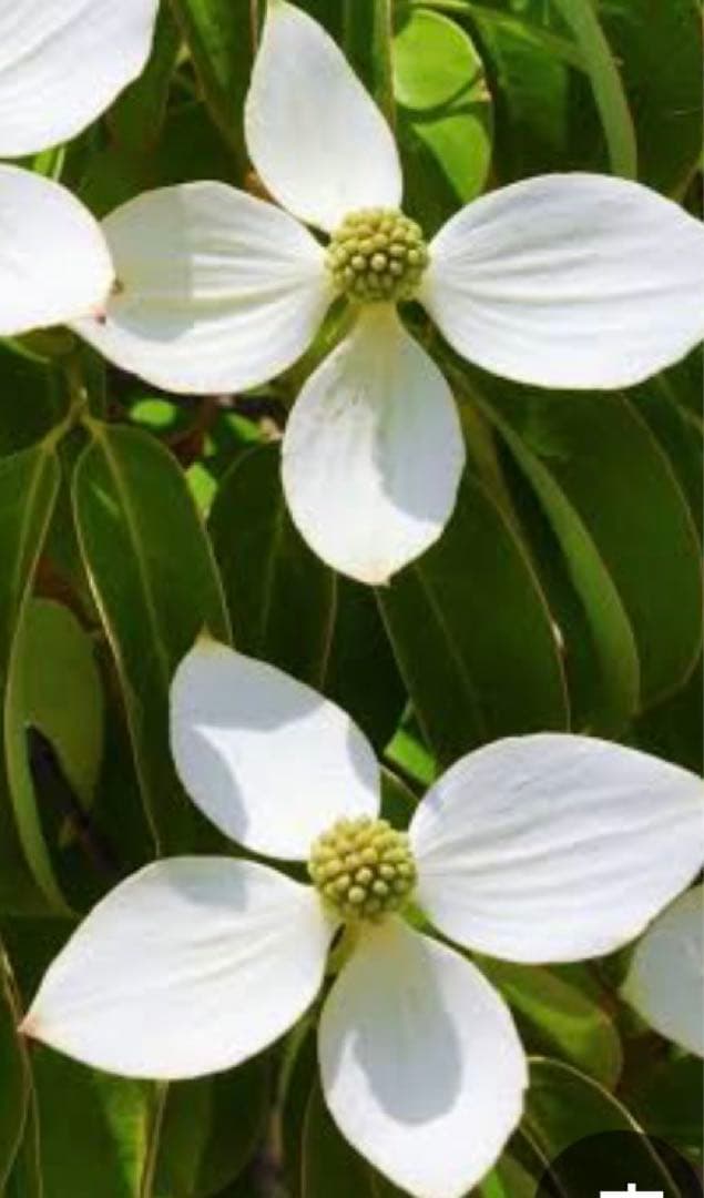 常緑ヤマボウシ　ホンコンエンシス月光 白クリーム色の花 紅葉 赤い実 約105㌢